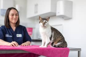 A cat stares into the camera as it prepares for a microchipping procedure with Amelia.