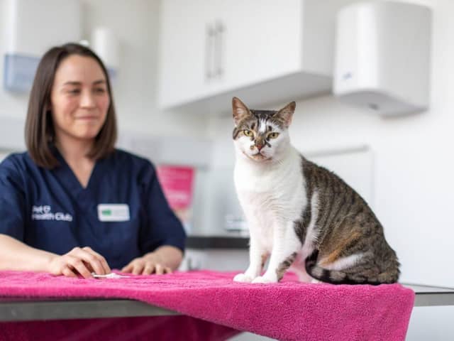 A cat stares into the camera as it prepares for a microchipping procedure with Amelia.