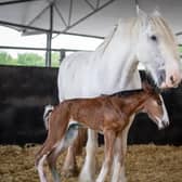 Sapphire, the Shire Horse, with her new foal which Cannon Hall Farm has called Midnight Beauty because she was born on the stroke of midnight.