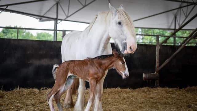 Sapphire, the Shire Horse, with her new foal which Cannon Hall Farm has called Midnight Beauty because she was born on the stroke of midnight.