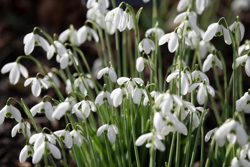 The Snowdrop Walk includes over 110 different varieties and species.