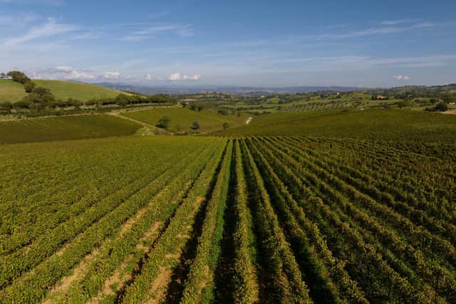 Maremma Toscana has rolling hills and warm sunshine.