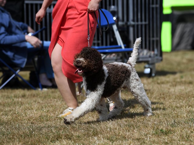 ** YORKSHIRE POST ONLY ***
44th Leeds Championship Dog Show at Harewood., organised by the the Leeds City and District Canine Association,
23rd July 2026.
Picture Jonathan Gawthorpe
