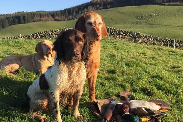 Dogs are used for beating and picking up while out on a day's shooting in the countryside.