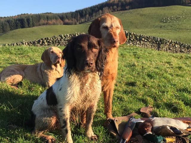 Dogs are used for beating and picking up while out on a day's shooting in the countryside.
