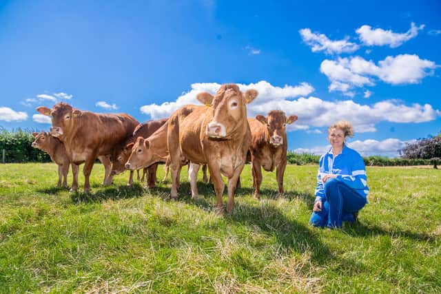CountryPost - Farmers Nick Huges with his girlfriend Sarah Roberts, of Silverhill Farm, near Aberford. The family farms arable and cattle along with their show herd of Limousins. Pictured Farmer Sarah Roberts, with their herd of Limousins cattle. Picture: James Hardisty. Date: 2nd July 2026.