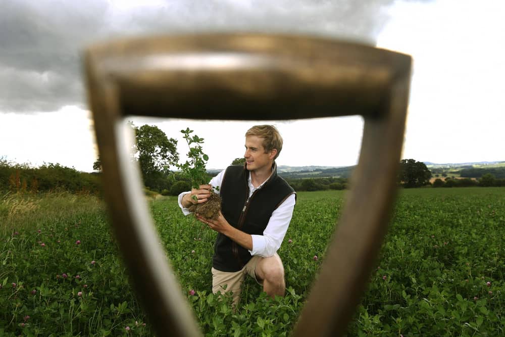 Alex Fraser amongst the red clover ley at Denby Hall Farm. .