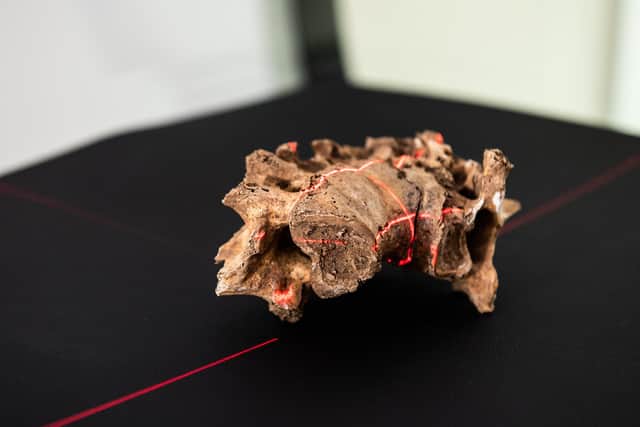 Fused archaeological vertebrae from the collections of the Biological Anthropology Research Centre exhibiting pathological lesions that were featured in the landmark Digitised Diseases resource (www.digitiseddiseases.org). Image: K M Images Ltd