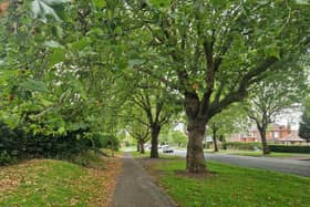 The trees in Rotherham