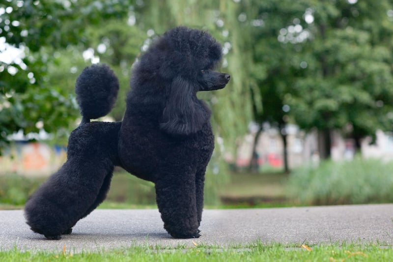 The miniature poodle is thought to have been originally bred in France, where they were popular circus performers.This was due to their intelligence, ability to learn tricks quickly, as well as their adorable look.