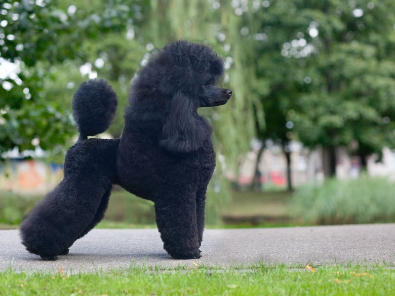 The miniature poodle is thought to have been originally bred in France, where they were popular circus performers.This was due to their intelligence, ability to learn tricks quickly, as well as their adorable look.