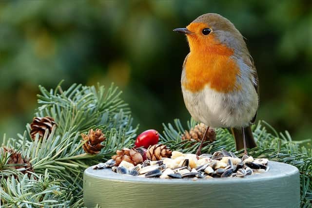 Top tips: do you know your robin from a chaffinch this autumn?