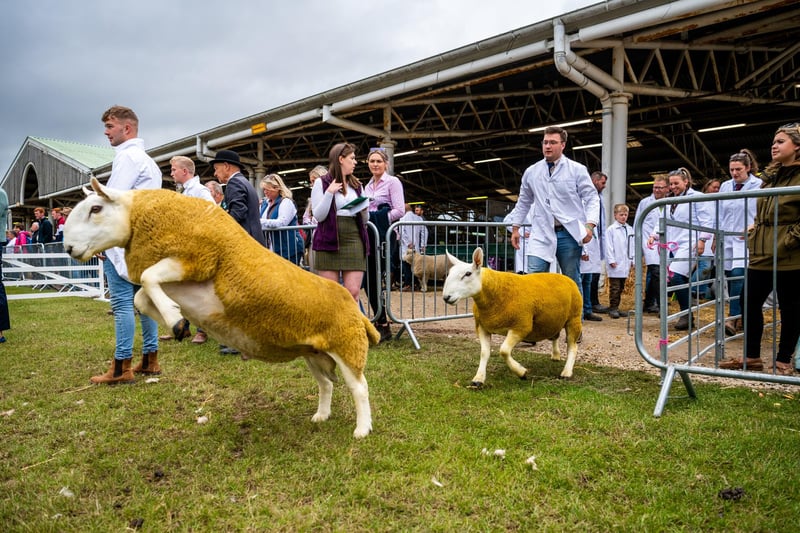 Rams entering the show ring for the judging of the  North County Cheviot-Park Class, Ram, Shearling or over.