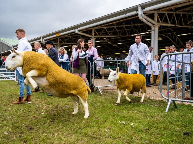 Rams entering the show ring for the judging of the  North County Cheviot-Park Class, Ram, Shearling or over.