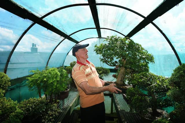Vic Hollings, from Keighley, who has been tending his collection of Bonsai trees for 60 years