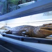 The prized caiman has been removed from Wakefield Museum
