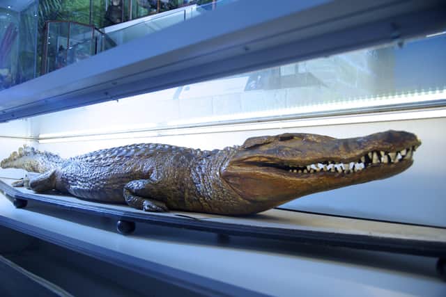 The prized caiman has been removed from Wakefield Museum