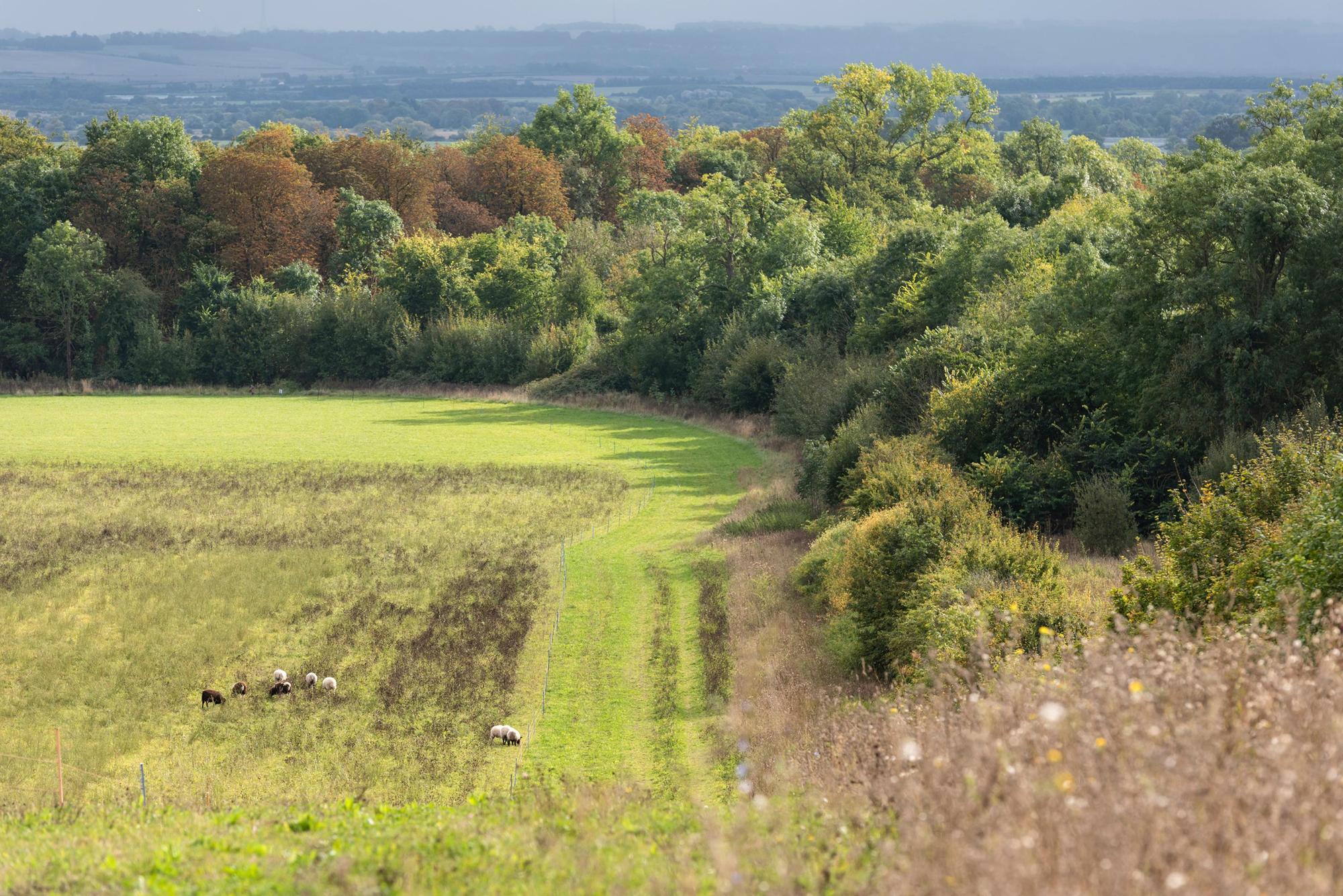 Wimpole: “Abundance” of wildlife with 5,000 species recorded