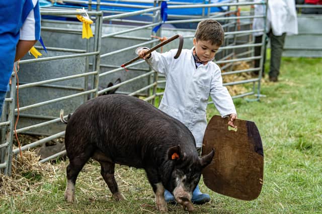 Joshua Kirby, three, is the latest generation of Horsleys to show pigs