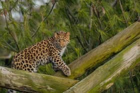 Auckley the Amur leopard. (Pic credit: Yorkshire Wildlife Park)