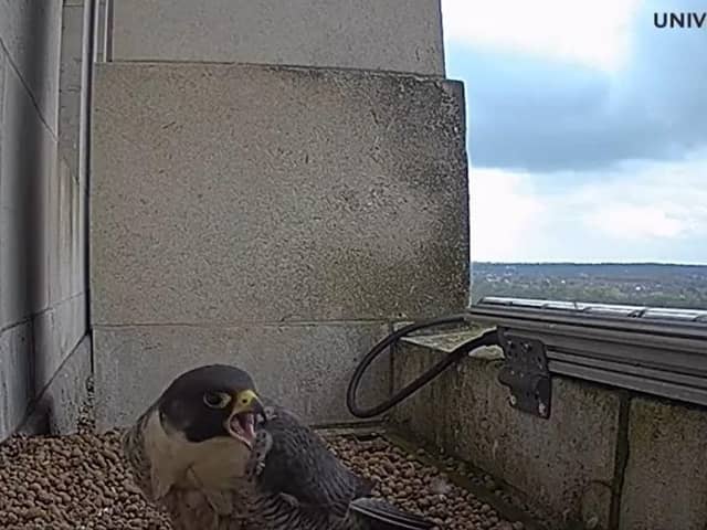 Paul Wheatley: "The first egg has hatched of the Peregrine Falcons that nest on the Parkinson Building at the University of Leeds. Hot on the heels of hatching seen in urban Peregrine nests in Wakefield and Sheffield over the last few days, the first signs of hatching at Leeds were seen last night.
