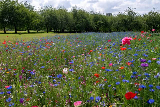 Wildflowers in Armley, a predominantly urban part of Leeds. Picture: Bruce Rollinson.