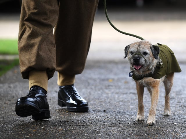 Even four-legged visitors got into the wartime spirit at Eden Camp