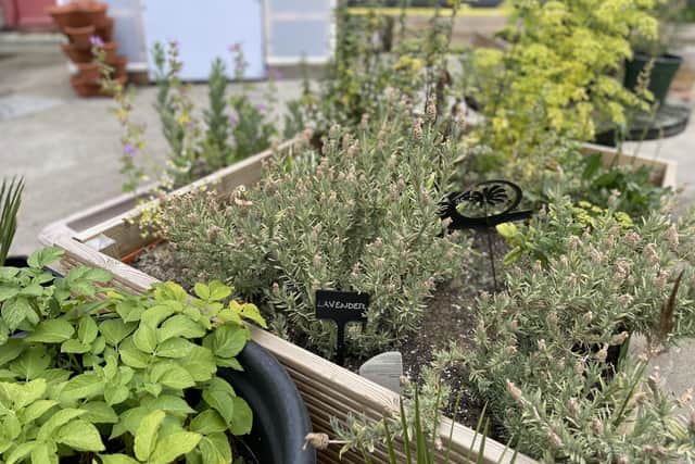 The Ridings Shopping Centre has opened its second rooftop allotment - a garden of Sanctuary with Creative Minds and Grow Wakefield