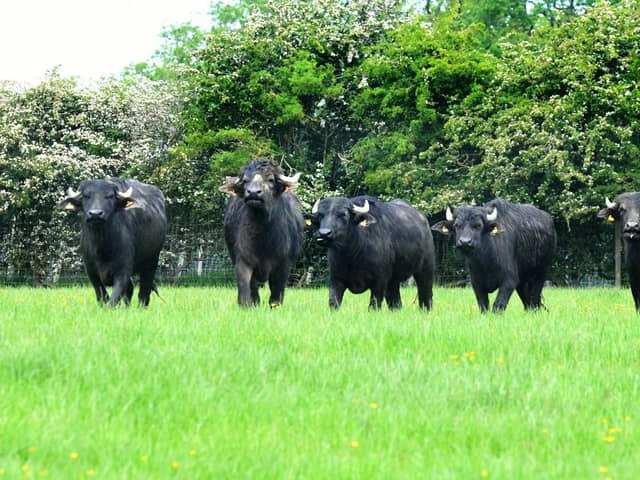 The buffalo herd at Langthorne's farm in Northallerton.