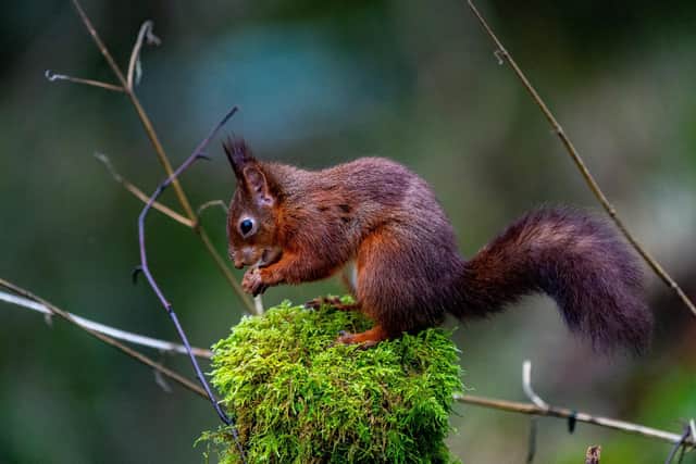 Snaizeholme Red Squirrel Trail. (Pic credit: James Hardisty)