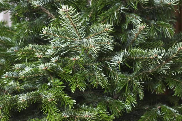 Christmas trees will be coming down and January blues may be settling in. PIC: PA Photo/Thinkstockphotos.