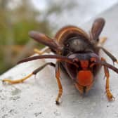 The Asian hornet has arrived in the UK and is known to be a killer of honeybees