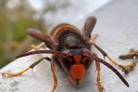 The Asian hornet has arrived in the UK and is known to be a killer of honeybees