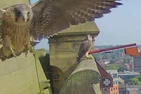 Wakefield Cathedral has been home to peregrines since 2015.
