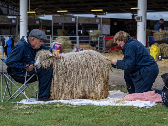 Peter and Mandy Ellis, from Camblesforth near Selby cleaning their Lincoln Lingwood yearling in full wool