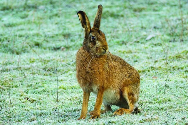 It’s been a good year for brown hares, with anecdotal evidence from the Wolds and speaking with other landowners improving areas for habitat, suggesting numbers are on the rise.