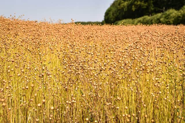 Flax flowers ready for harvest