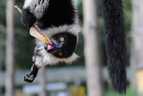 Lemurs keep cool with ice lollies at Yorkshire Wildlife Park. (Pic credit: Scott Merrylees)