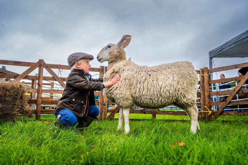 Hew Mechie, aged 6, of Middleham, holding a Border Leicester ewe lamb