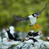 A puffin in flight coming in to land