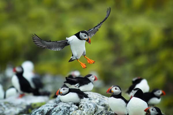 A puffin in flight coming in to land