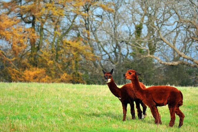 Alpacas grazing in a field near Littlebeck on the North York Moors. (Pic credit: Gary Longbottom)
