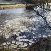 Ice pancakes on River Wharfe (Credit: Emma Draper/Discoverllkley)