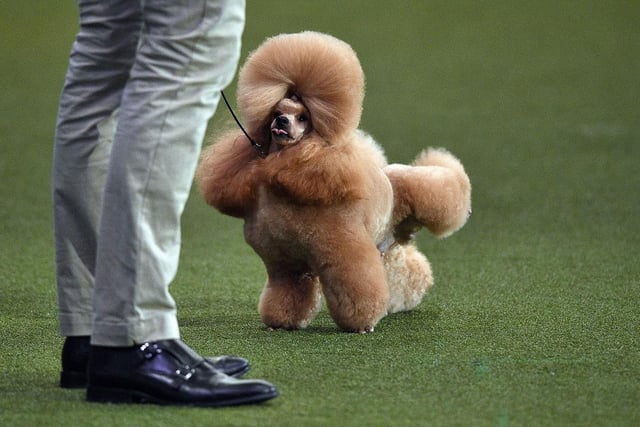 The price tag for a Poodle is £889.12.