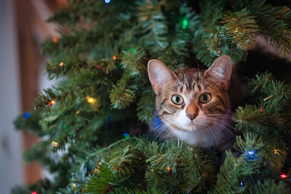 Harriet's naughty cat can't resist wrecking her tree