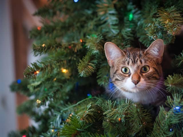 Harriet's naughty cat can't resist wrecking her tree