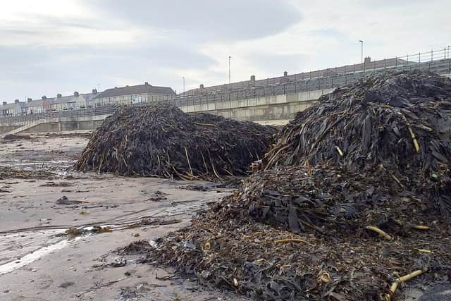 A spokesperson for the Department for Environment, Food and Rural Affairs (DEFRA) said “storm conditions” were responsible for the incident. But local activists have claimed dredging work at the mouth of the River Tees - needed to create the UK’s largest freeport - has led to a “mass die-off” of sea life.