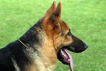A German shepherd dog (stock image)