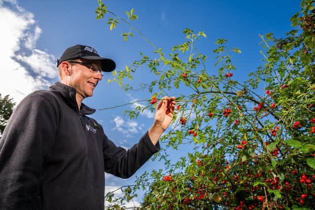 Forager James Hill, collecting Rosehips from a nearby lane. Picture: James Hardisty.