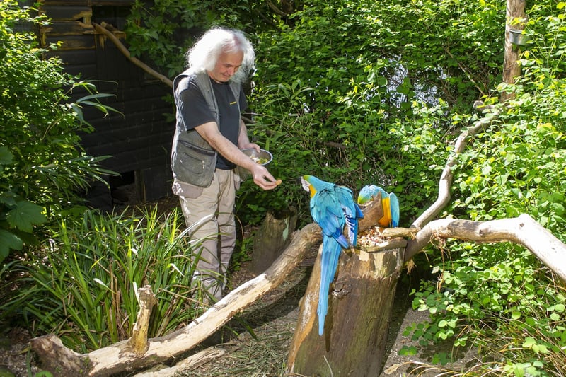 Bird keeper Peter Stubbs feeds the blue and gold macaws at the bird garden at Harewood House near Leeds